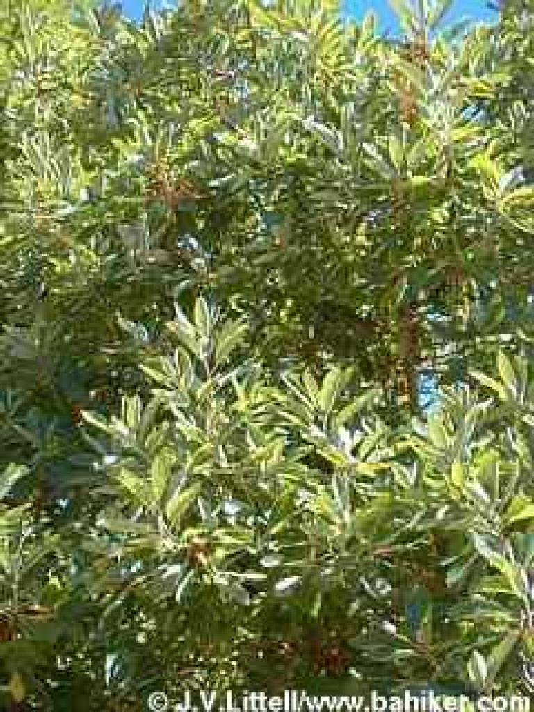 Madrone photo