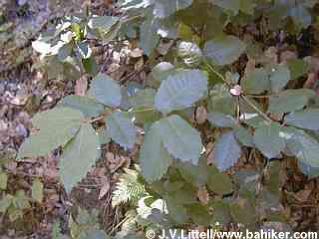 Tanoak photo