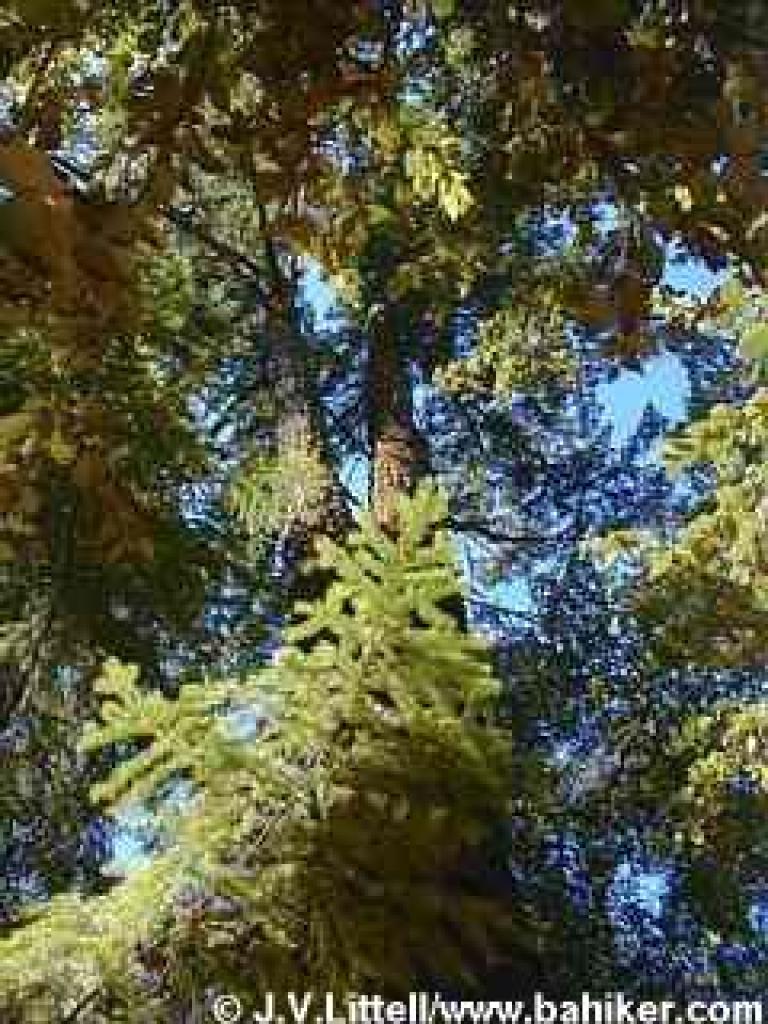 Douglas fir photo