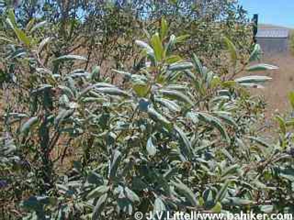 Coffeeberry in summer