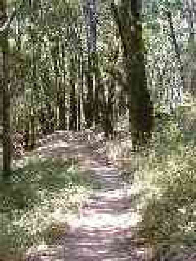 Lovely wooded section