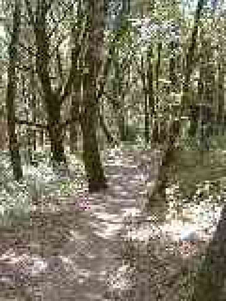 Buggy in the summer here