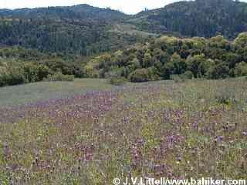 Owl's clover photo