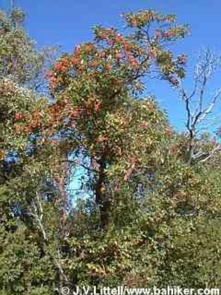 Madrone photo