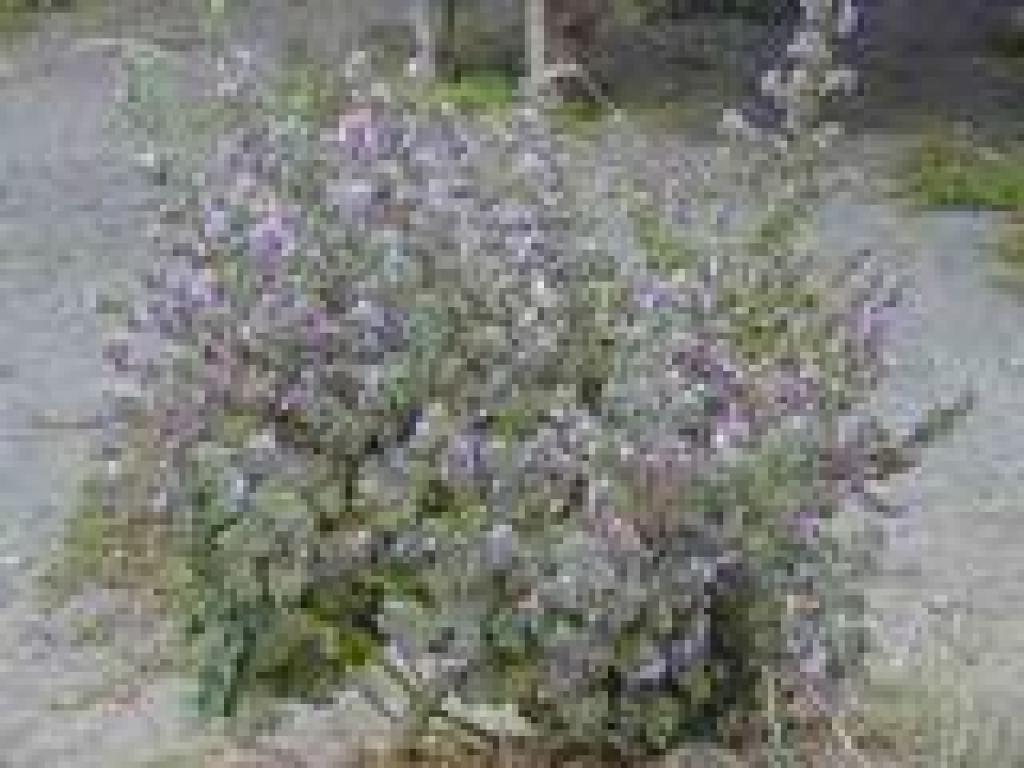 Mallow