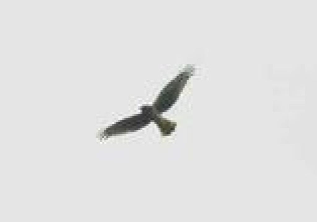 Harrier