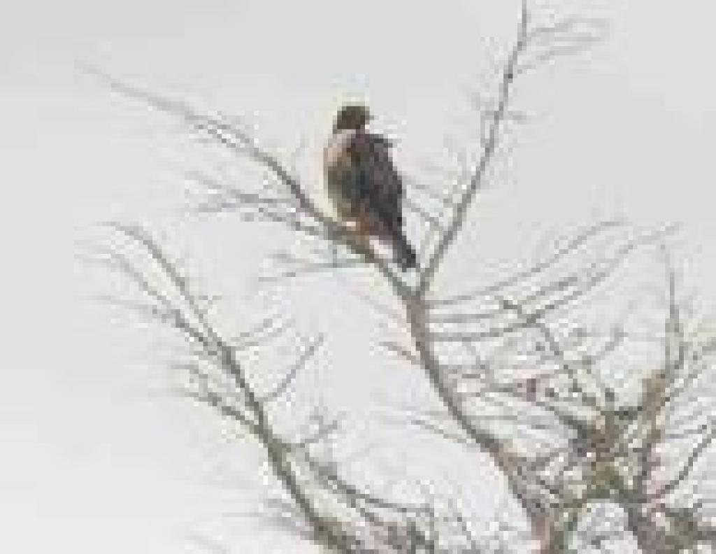 Hawk