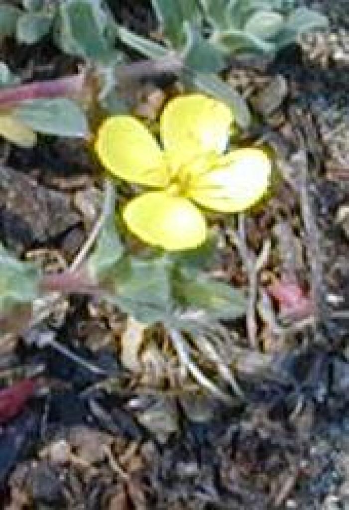Primrose