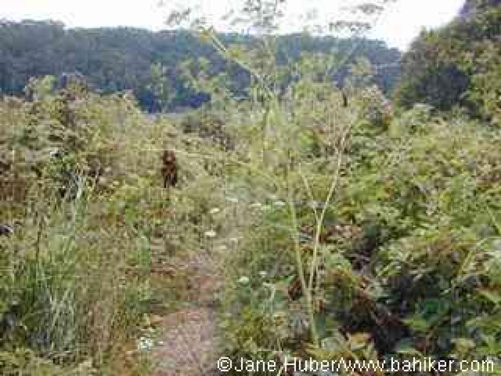Overgrown trail