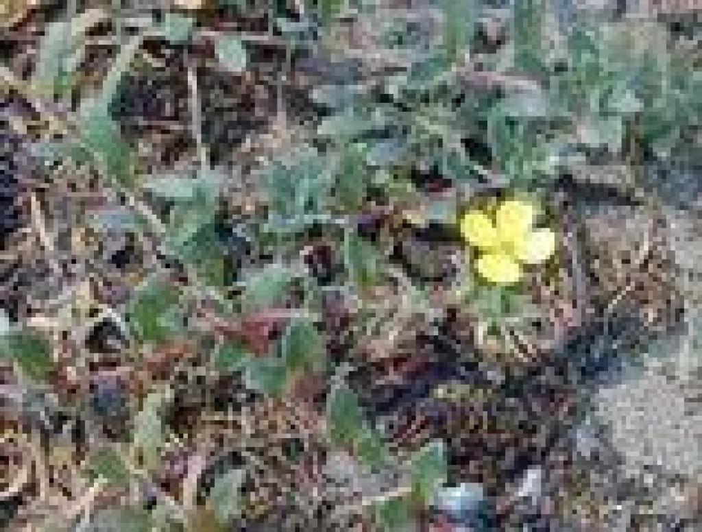 Beach primrose