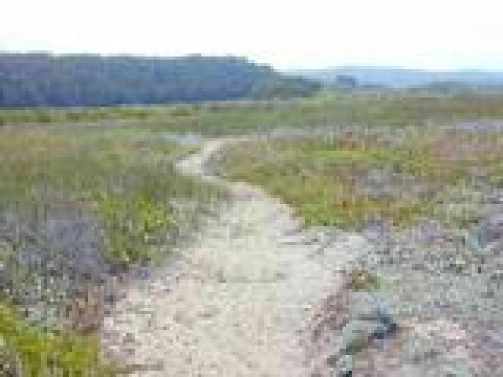 Trail