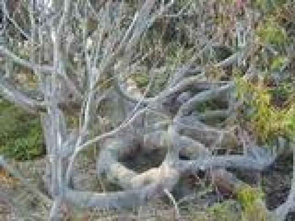 Sprawling eucalyptus