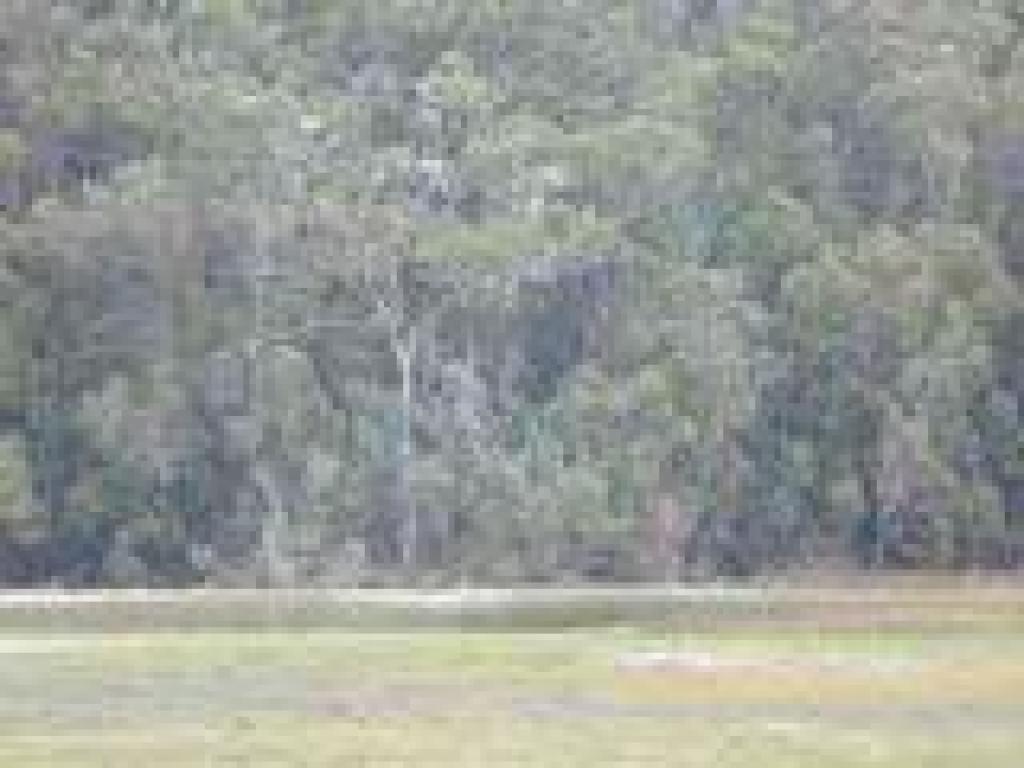 Egrets