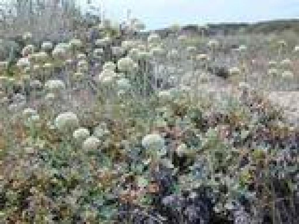 Buckwheat