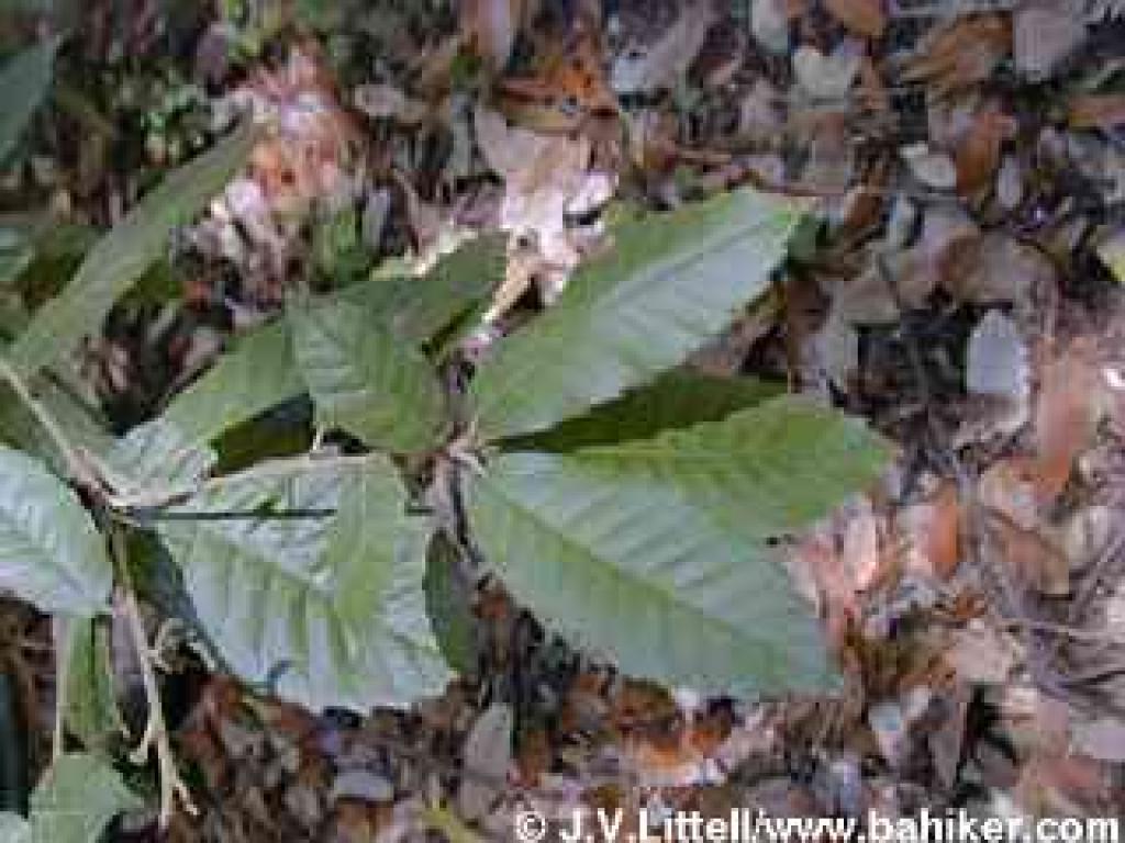 Tanoak photo