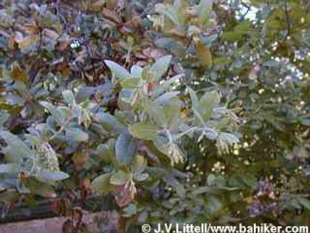 Early flower buds on manzanita