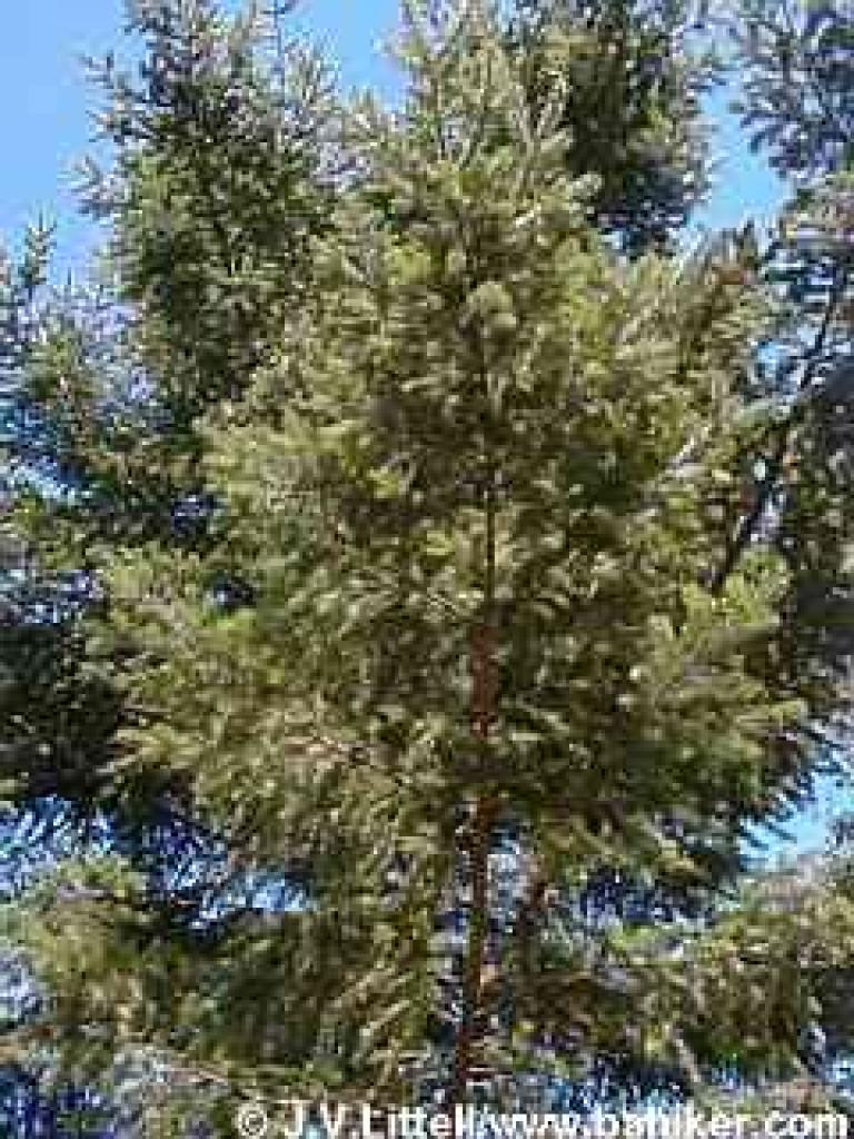 Douglas fir photo