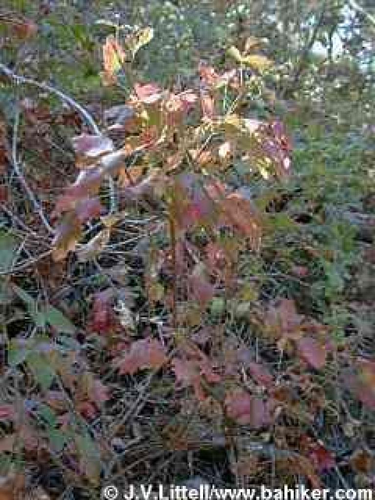 Poison oak photo