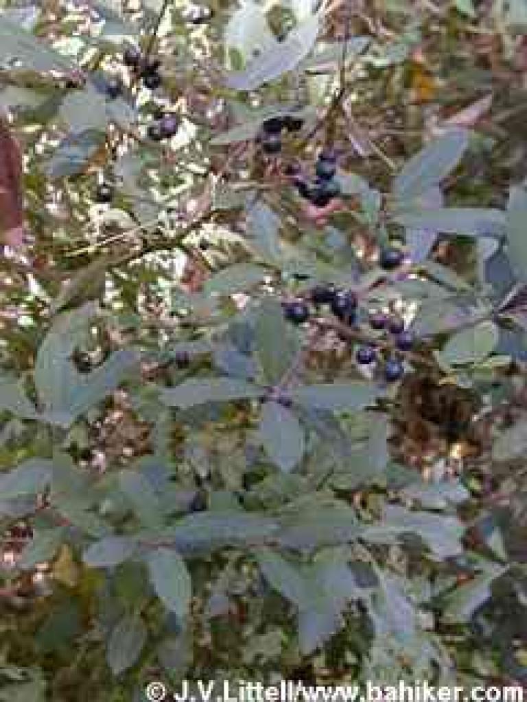 Coffeeberry in summer