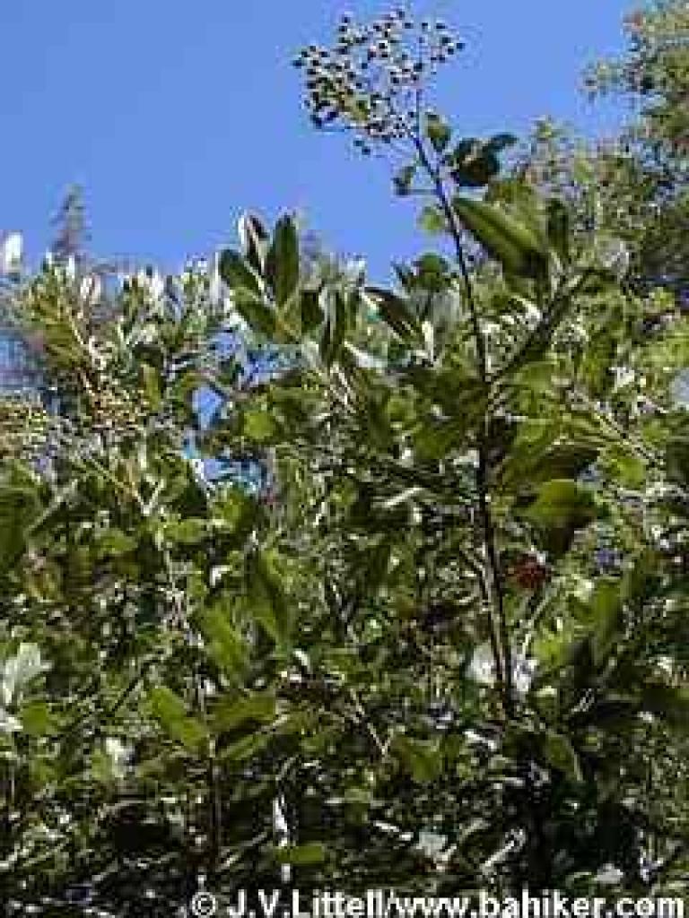 Toyon photo