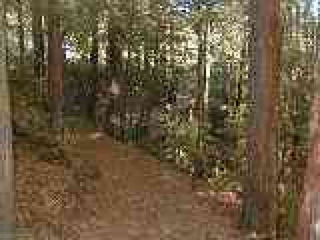 Redwoods