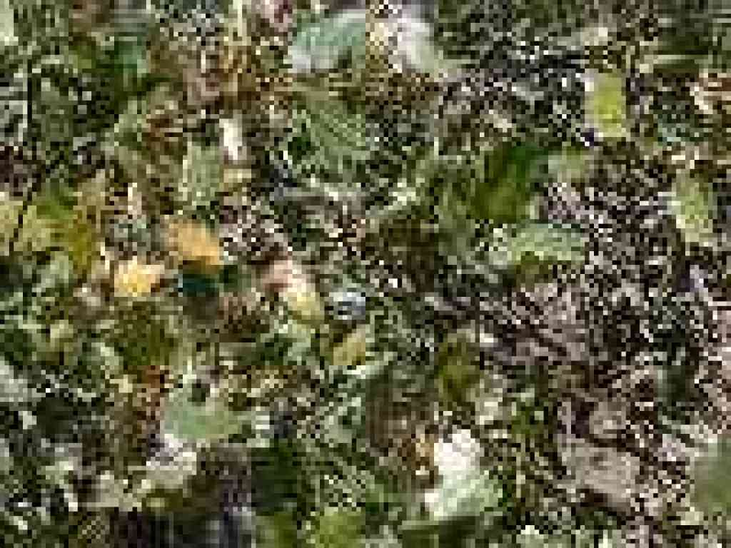 Oak