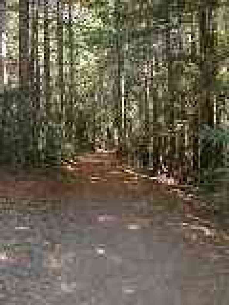 Redwoods