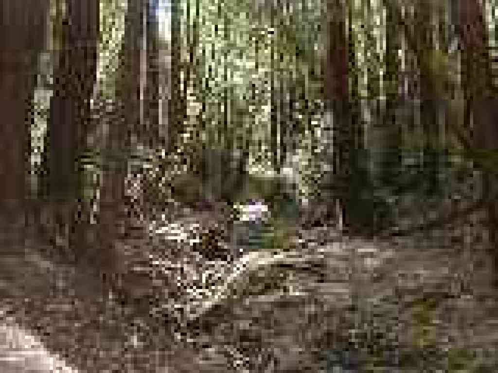 McGarvey Gulch Creek