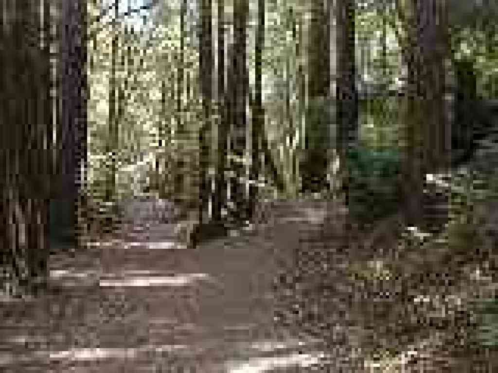 Along the creek