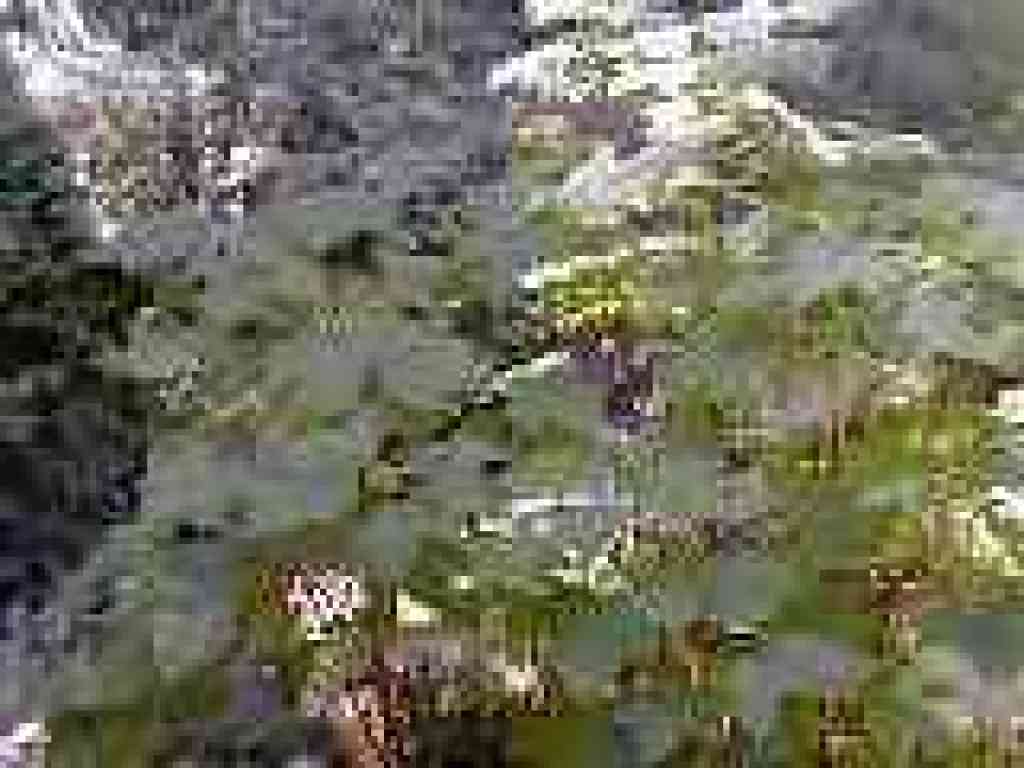 Thimbleberry bushes