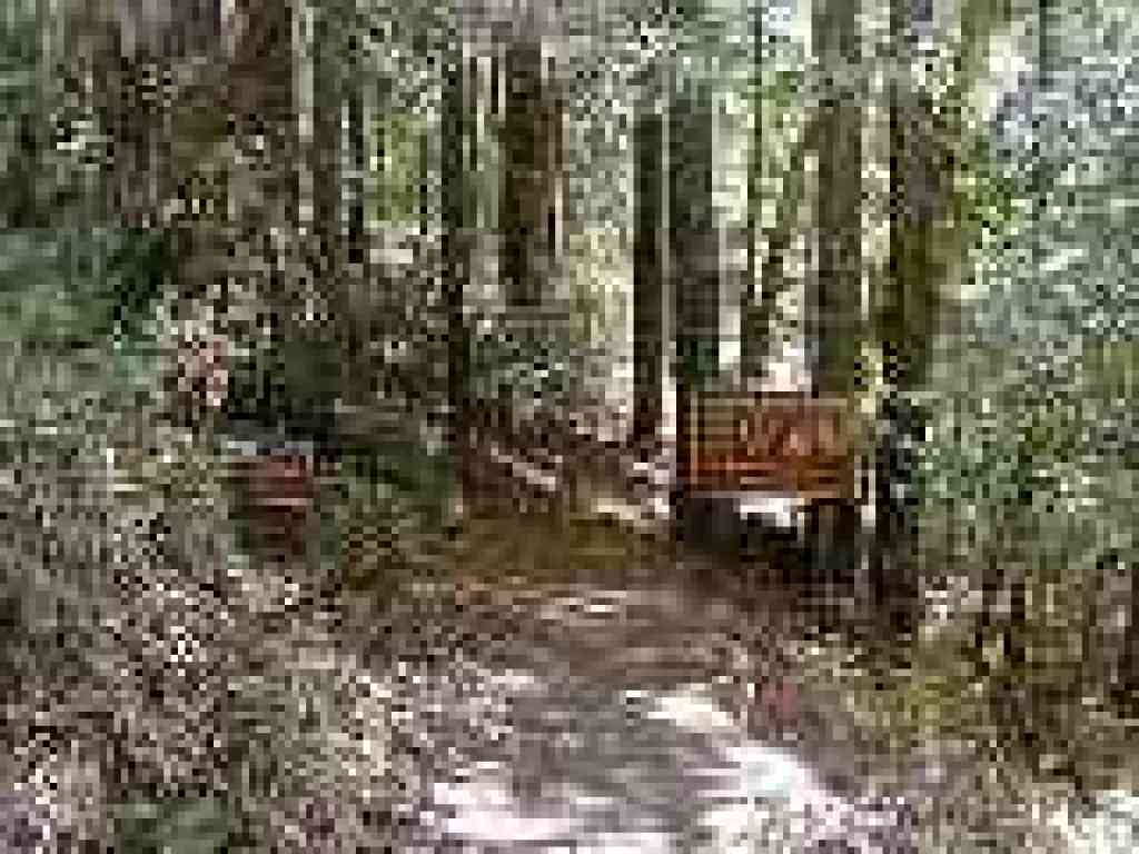 Entering Phleger Estate