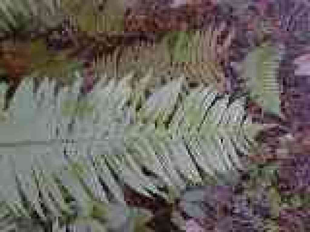 Sword fern