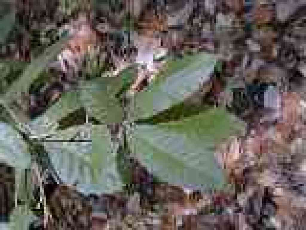 Tanoak