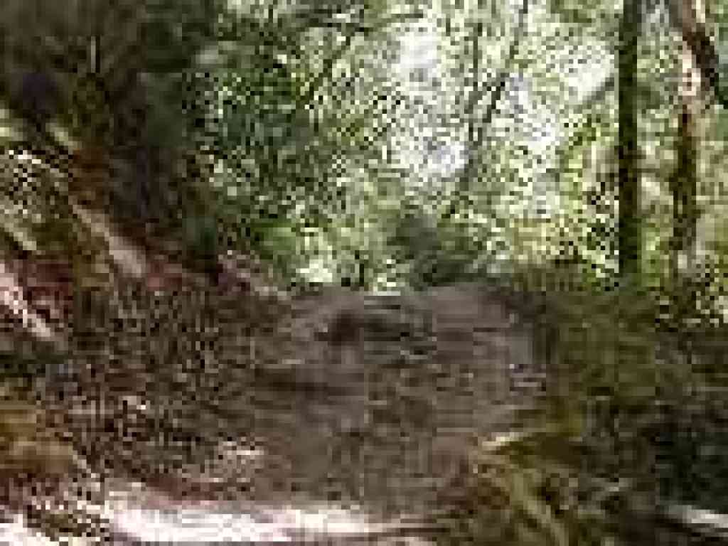 Deer on trail