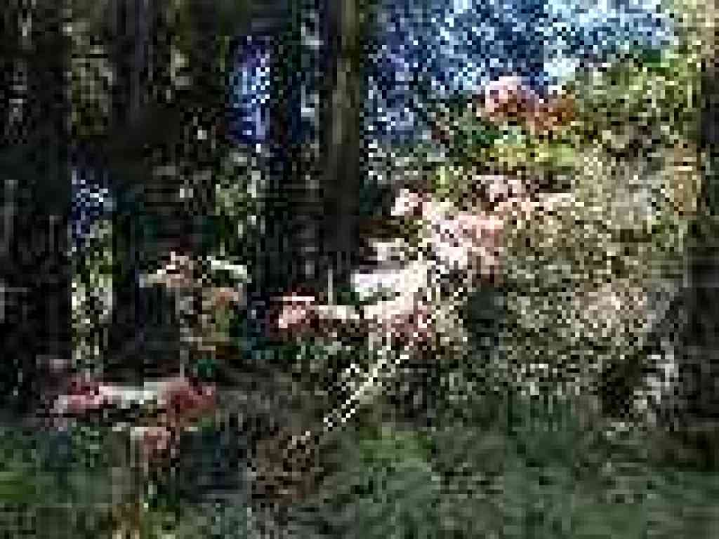 Poison oak