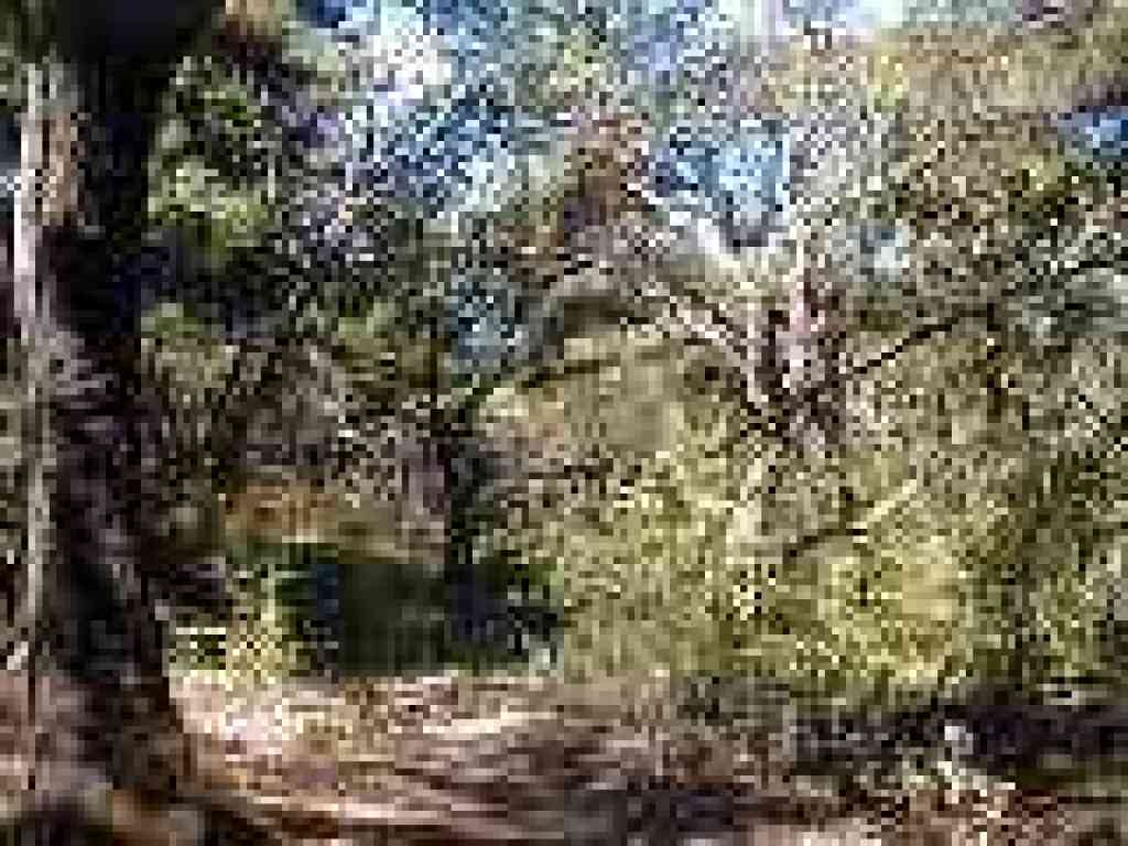 Lots of madrones