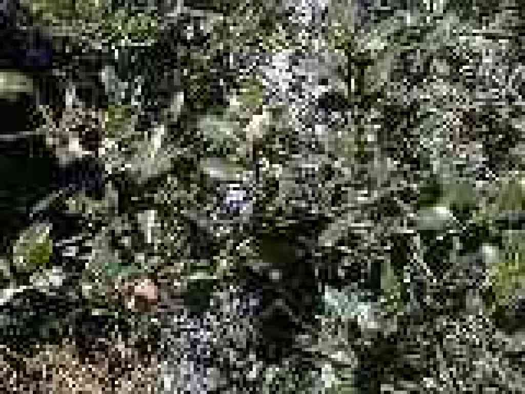 Oak