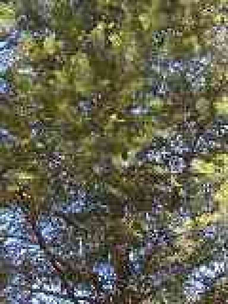 Douglas fir