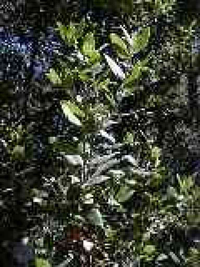 Manzanita