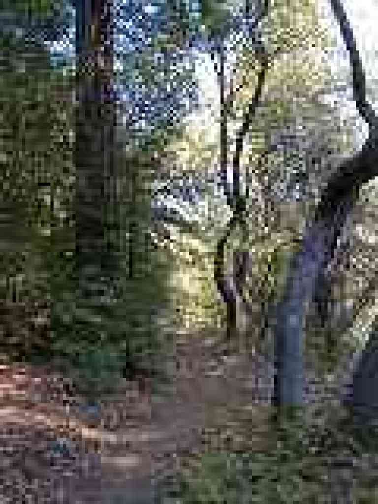 Redwoods