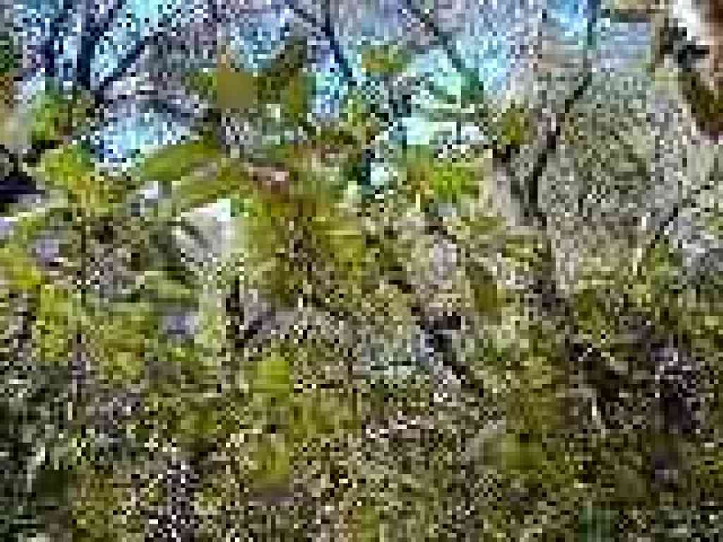 Coffeeberry