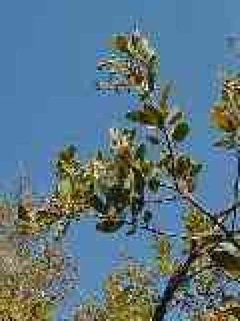 Toyon
