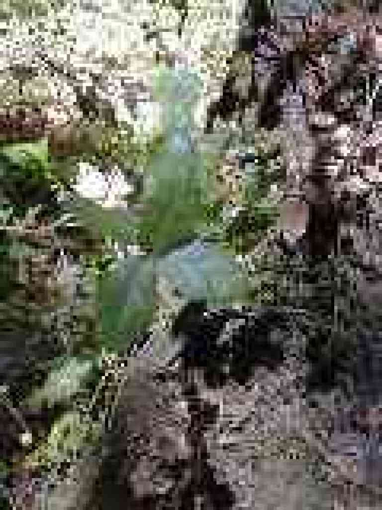 Coast live oak
