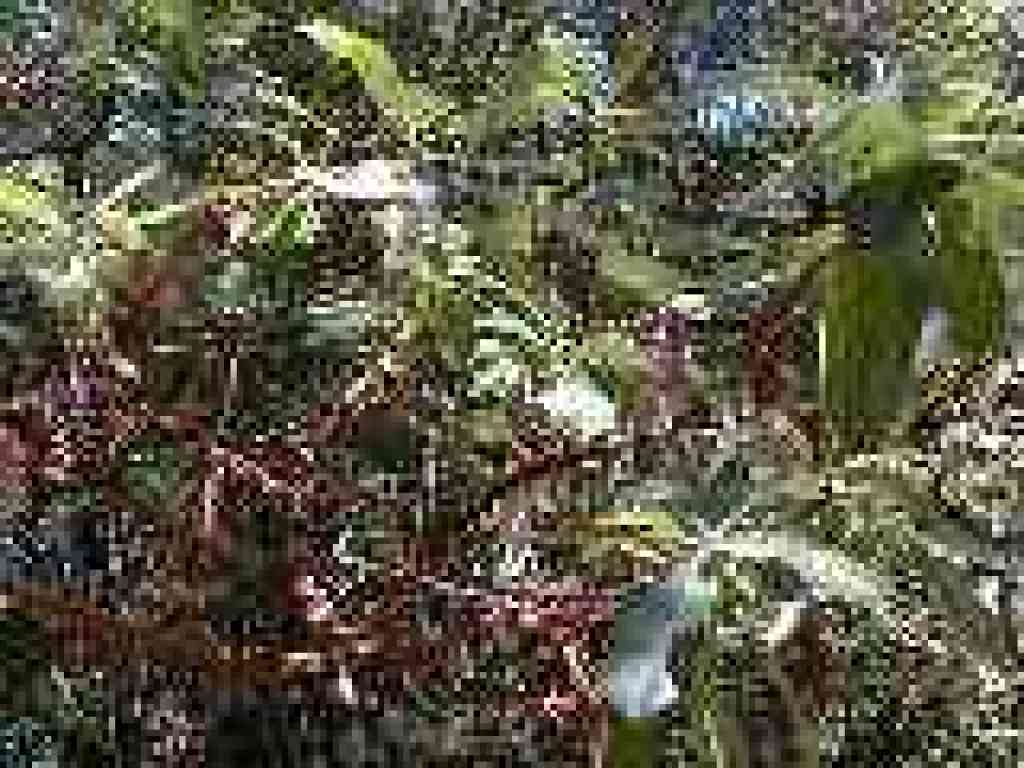 Madrone