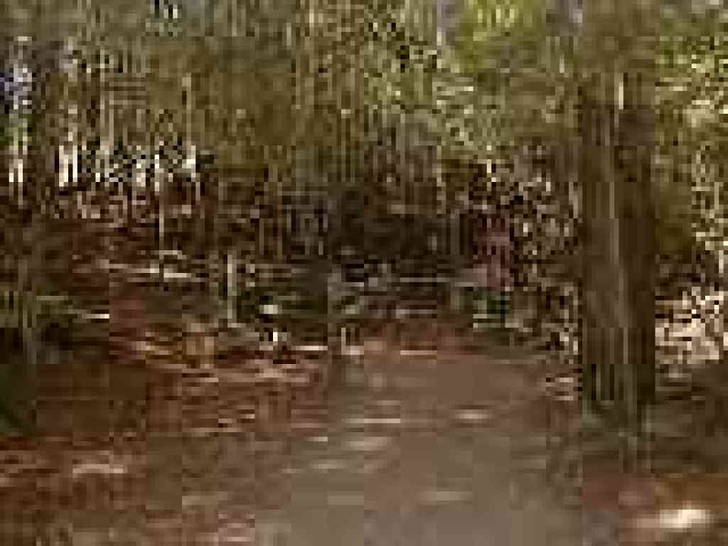 Redwoods