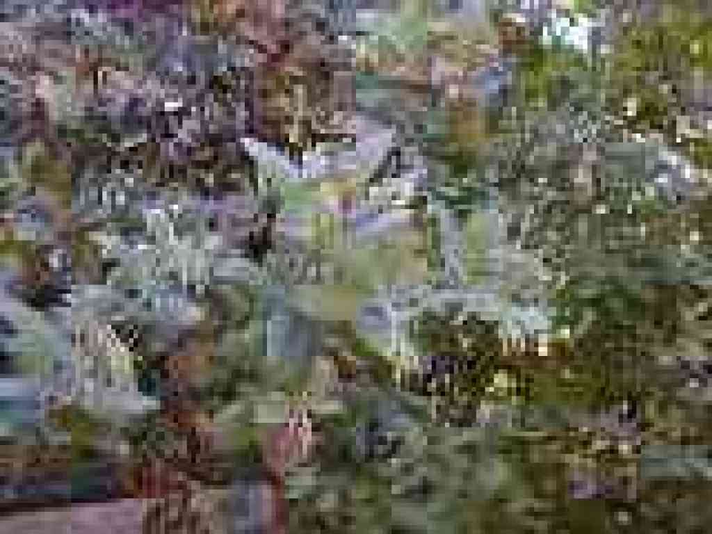 Manzanita