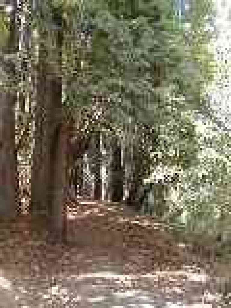 Redwoods