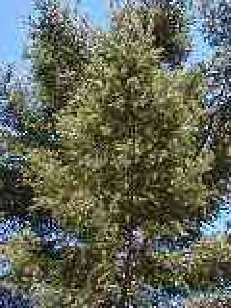 Douglas fir
