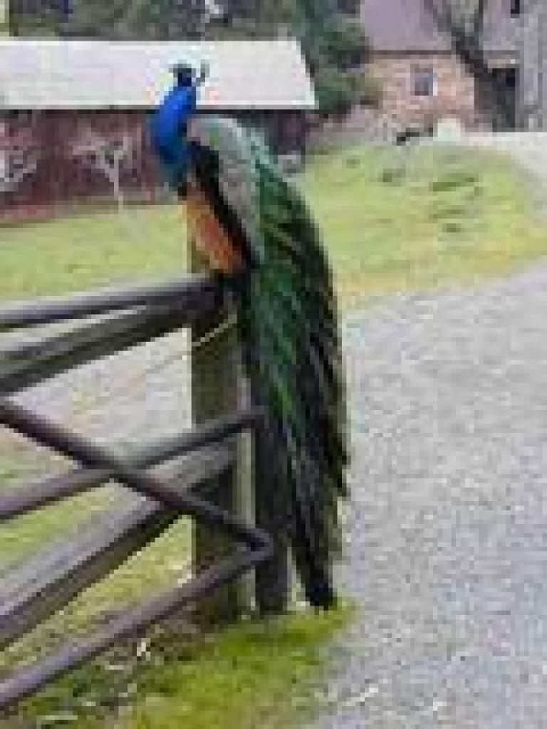 Peacock