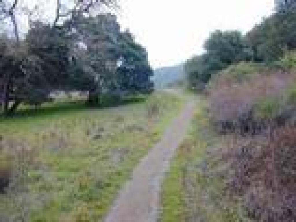 Oaks and grassland